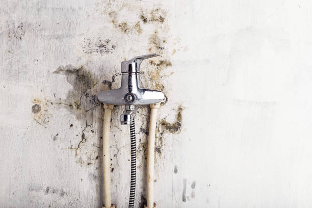 Best Professional Mold Removal  in Moyie Springs, ID