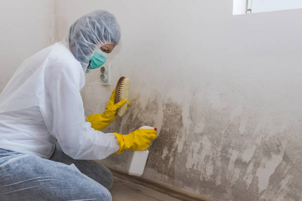 Office Mold Removal Services in Moyie Springs, ID