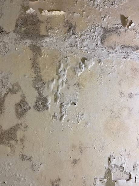 Best Mold Remediation  in Moyie Springs, ID